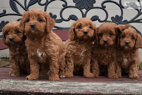 It is a cross between the cavapoo. Cavapoo puppy for sale near Harrisburg, Pennsylvania ...