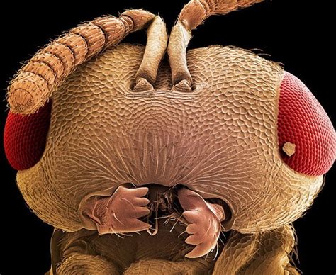 Maybe you would like to learn more about one of these? 7 Totally Awesome (and Terrifying) Objects Under a Microscope