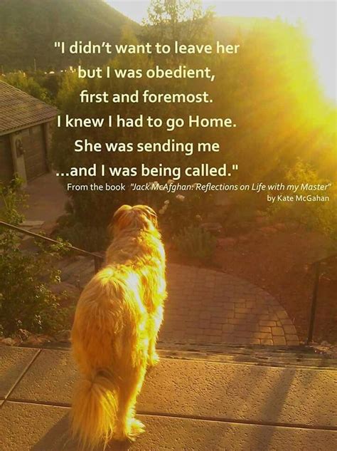 We have established that your pets have gone before you to heaven. Pin by Kathy Lemke on all pets do go to heaven!!! | Dog ...