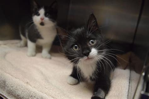 Learn more about bay area animal rescue crew in concord, ca, and search the available pets they have up for adoption on petfinder. Kittens! is an adoptable Domestic Short Hair searching for ...