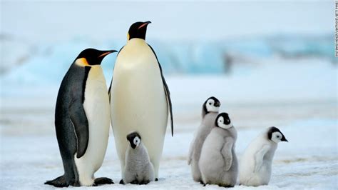 The earth's average temperature is about 15c but has been much higher and lower in the past. The world's second-largest emperor penguin colony has ...