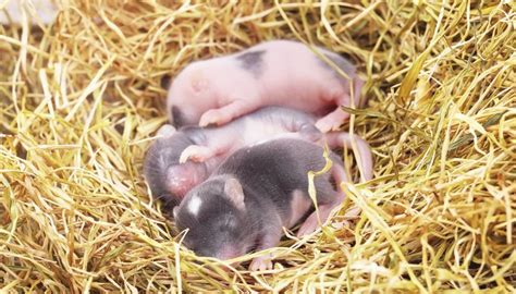 They simply cannot tolerate the ingredients in those milk replacers! How to Take Care of Baby Mice | Animals - mom.me