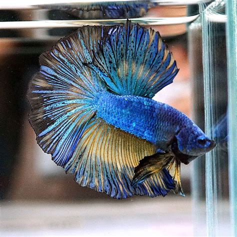 If you're not sure which fish your betta can live with here are 30 great tank mates. HOT!!!! Live Betta Fish Male BLUE DEVELOPED MUSTARD ...