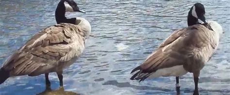 How to get rid of wild geese in our pond? Canada Goose Prevention - How to keep Canada Geese away ...