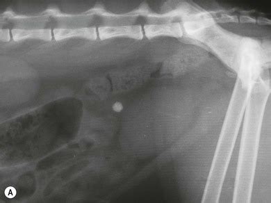 Urs involves passing a very small telescope, called an ureteroscope, into the. Kidney and ureter | Veterian Key