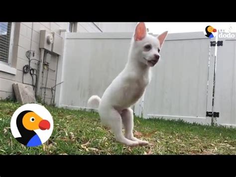 Maybe you would like to learn more about one of these? Puppy Born Without Front Legs Can Jump SO High | The Dodo - YouTube