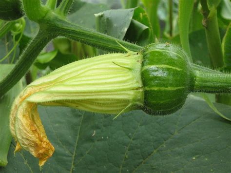 Potting soil mix for cacti is acceptable for moon cacti, or you can add perlite or coarse sand to the soil for improved drainage. Zucchini Growing Quick Tips in 2020 | Garden soil ...