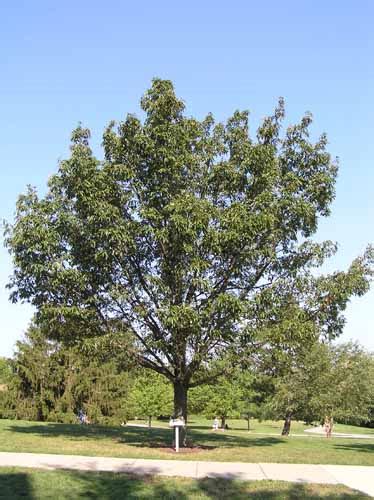 At maturity the chinquapin oak can reach heights the sawtooth oak's acorns are also different, resembling the bur oak. Chestnut Oak - - Purdue Fort Wayne