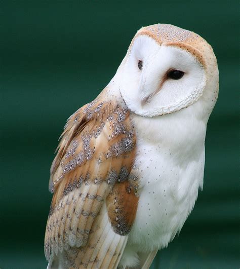 You can find them by listening for their eerie, raspy calls, quite unlike the hoots of other owls. Tyto alba - Wikipedia