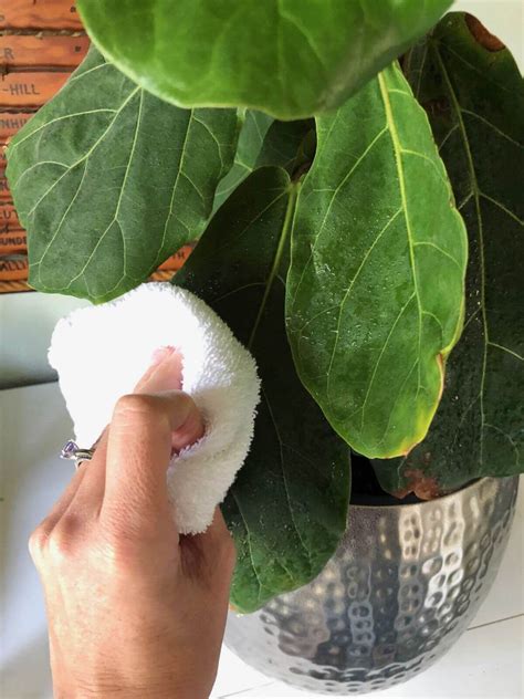 Yes, fiddle leaf figs are toxic to cats & dogs if ingested. 9 Ways to Make HousePlants Bloom, Keep Cats Out, Repel ...