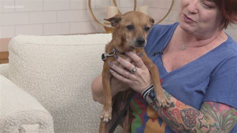 Come to ahs to adopt today and you'll get the most. Puppies For Adoption Austin Tx - The Y Guide