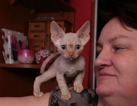 Their skin is very sensitive and can easily get rashes my cousin has two sphynx cats and she loves the breed. Pin by Lisa Montoya-Tucker on Sphynx, Devon and Cornish ...