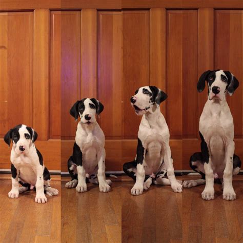 Jan 20, 2021 · it's good to lean on the side of caution and not overdo it with a puppy's exercise. This is what 8 weeks does to a Great Dane puppy : greatdanes