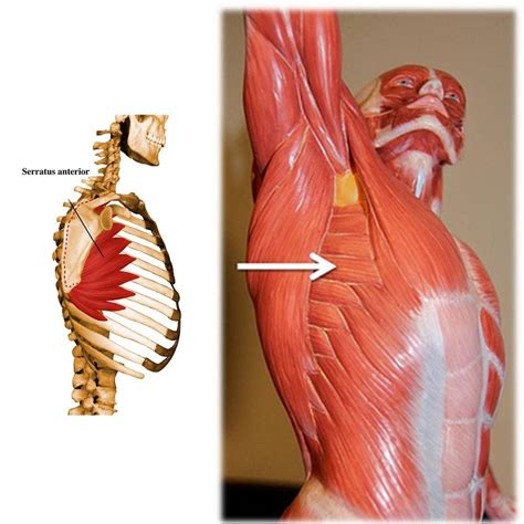 Designing characters with 7 basic shapes. Muscle of the Month: Serratus Anterior, Your Way to Bliss ...