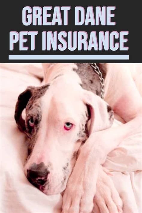 I've gotten a whole bunch of mail on this topic, much of which agrees with you: Breaking Down Pet Insurance for Great Danes in 2020 | Dog insurance, Great dane, Pet insurance ...