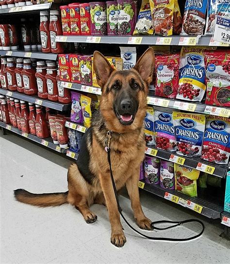 Limit the number of puppies presented to a customer and provide contactless driveway service. De Alma Indiana A Litter - Ellamarie's German Shepherd ...