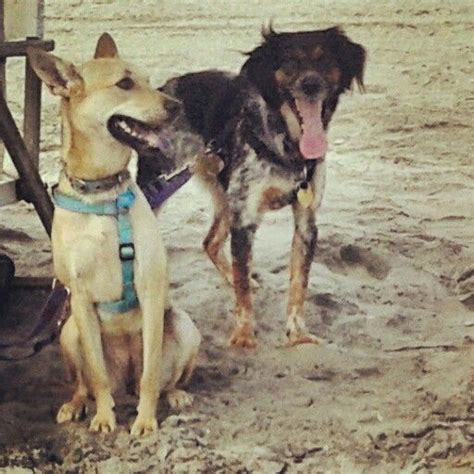 Please tag your pics with #mymyrtlebeach to give permission to repost. Myrtle Beach 09/14 | Doggy, Myrtle beach, Dogs