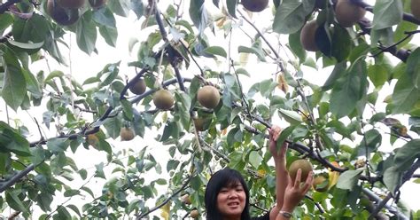 These pears are picked when mature but before they are ripe, then they are exposed to a chilling period, and then ripened. Little Ms. Piggys: Asian Pear Picking