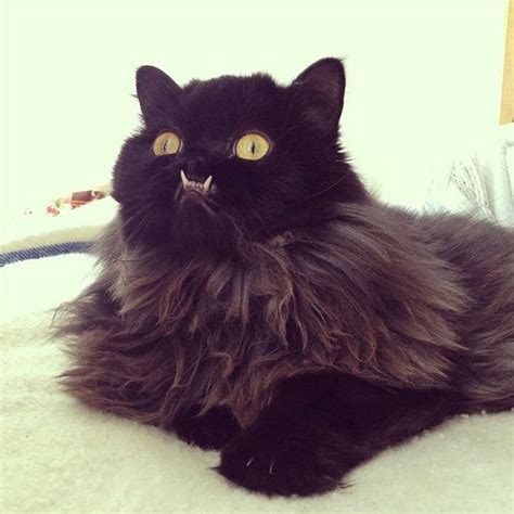 See more of meat monster on facebook. Meet 'Princess Monster Truck' A Cat With A Weird Name And ...