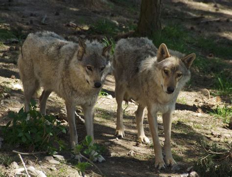Mais sa réputation de grand méchant loup nourrit la peur de l'homme envers cet animal aujourd'hui menacé en france. Un jeune loup victime d'une collision dans le Queyras | FERUS