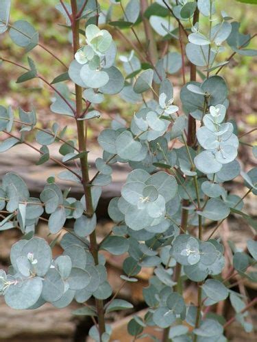 Maybe you would like to learn more about one of these? silver dollar tree - Bing Images | Australian native ...