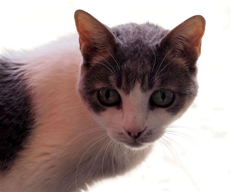 Heute ist Welt Katzentag ... Foto & Bild | katze, katzen ...