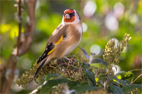 Als blickkontakt bezeichnet man den wechselseitigen blick zweier personen in die augen, wenn dieser von beiden wahrnehmbar ist. Blickkontakt ..... Foto & Bild | tiere, wildlife, wild ...