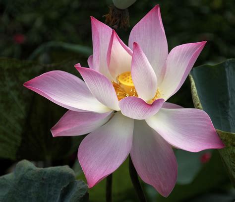 Our website offers fresh flowers for every occasion. Photo LOTUS FLOWER by Leslie Taylor on 500px | Lotus ...