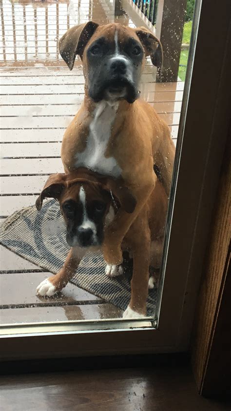 The right food for your boxer dog can often come down to taste and preference. Boxer pup brothers...Jayson & Diesel ️ | Boxer puppies ...
