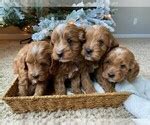 We allow our puppies to be adopted into homes where they will be members of the family. View Ad: Cavapoo Puppy for Sale near Florida, MIAMI, USA ...