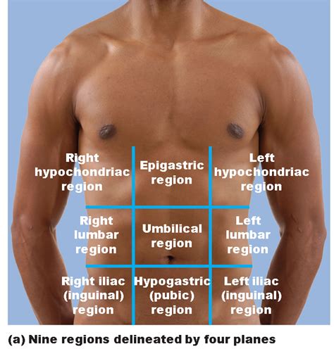 It lies in the epigastric, umbilical, and left hypochondriac regions of. Intro to Human Anatomy