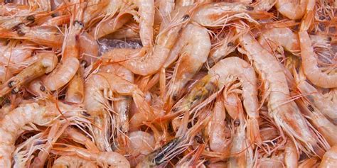 mimpi melihat udang