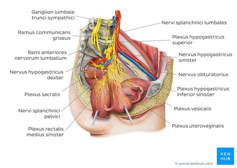 Zum inneren genitale der frau zählen eierstock und eileiter (ovarium und tuba uterina), die jeweils paarig angelegt sind, sowie die gebärmutter (uterus) und die scheide (vagina). Weibliche Geschlechtsorgane - Anatomie, Organe & Funktion ...