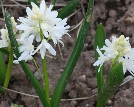 Ma anche dopo l'inverno più freddo, o sul terreno più arido inaspettatamente possono crescere perchè i fiori sanno sperare. Fioriture invernali: la Puschkinia scilloides | PolliceGreen