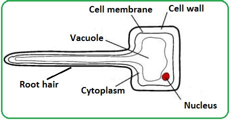 Overview of animal and plant cells. #62 Passage of water through root, stem and leaf | Biology ...