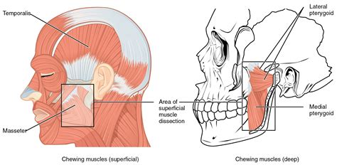 Note that some muscles listed above are identified as 'deep muscle', which may explain why they are difficult to find on diagrams of superficial muscles. The left panel of this figure shows the superficial ...