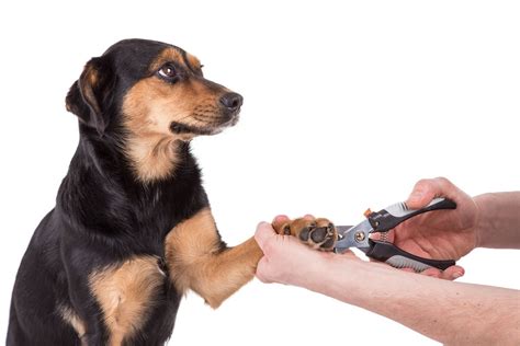Adogslife.ru Уход за когтями собаки