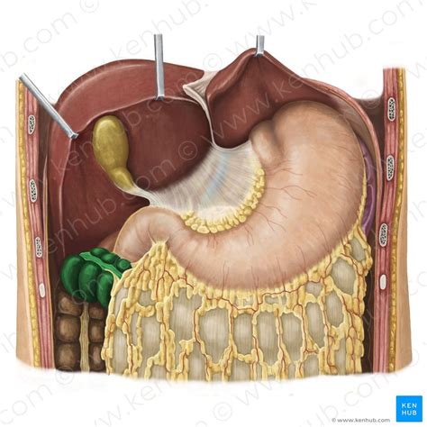 Colon transversum plastination of digestive system incredibly shows colic bands, haustra of colon and epiploic appendices clearly, amazing and awesome. Estômago - Anatomia, histologia, função e propriedades ...