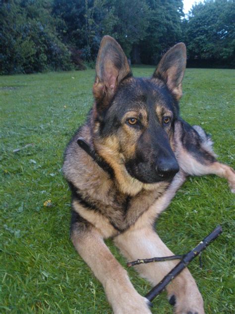 We would love to be able to help you find your dream dog. German Shepherd for adoption | Cleckheaton, West Yorkshire ...