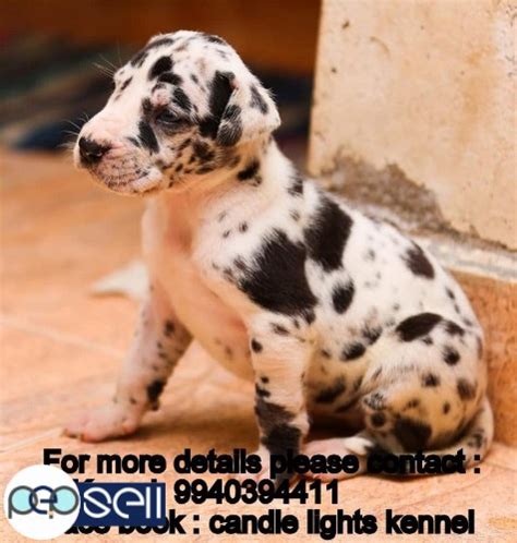 We are offering the best quality great danes puppies you can find anywhere else. harlequin great dane puppies for sale in chennai ...