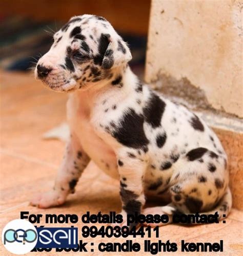 Find the perfect great dane puppy for sale in ohio, oh at puppyfind.com. harlequin great dane puppies for sale in chennai ...