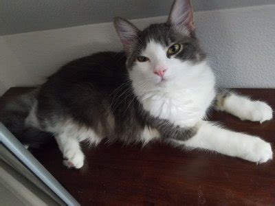 Appropriate Weight for a 6 month cat? | TheCatSite