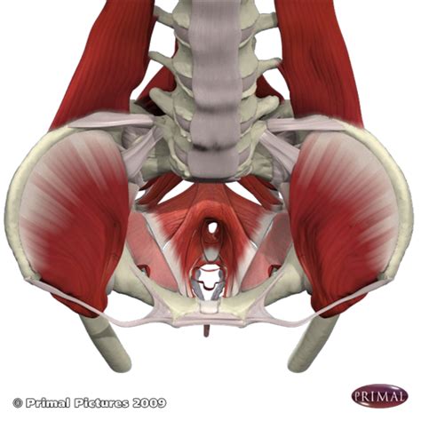 Although lower back pain can stem from many different issues and there are many different solutions, research has indicated that a lot of people with lower. Are There Any Organs In The Lower Back Of Women? / Vaginal ...