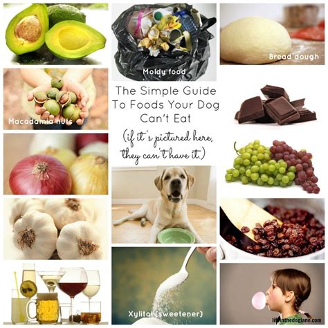 In fact, the american society for the prevention of cruelty to animals (aspca) included grapes and you might be wondering if can dogs eat seedless grapes instead? What dogs should not eat. | Can dogs eat grapes, Dog ...