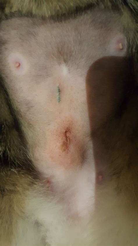 Through a very small incision (about 1 cm) in a very. A lump after my cat got spayed! | TheCatSite