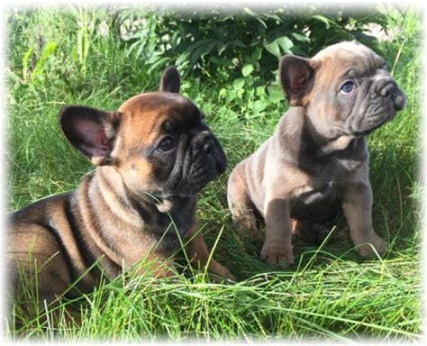Health and care of the french bulldog. French Bulldog Health Problems | Feeding & Raising French ...