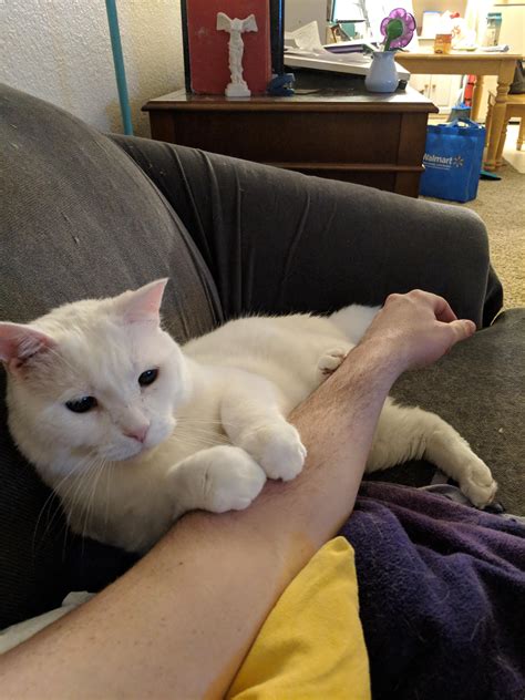 Check spelling or type a new query. My gf's 13 year old cat Alexander, making biscuits on my ...