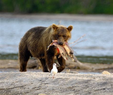 Russia adalah negara yang paling besar didunia. buatbest: Tasik Ikan Salmon Terbesar Dunia