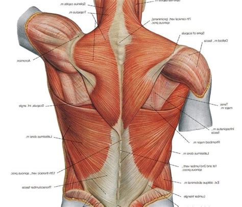 Muscles of the back, anatomy chart. Back Muscles Diagram / Superficial Back Muscles Anatomy Geeky Medics - Back pain is one of the ...