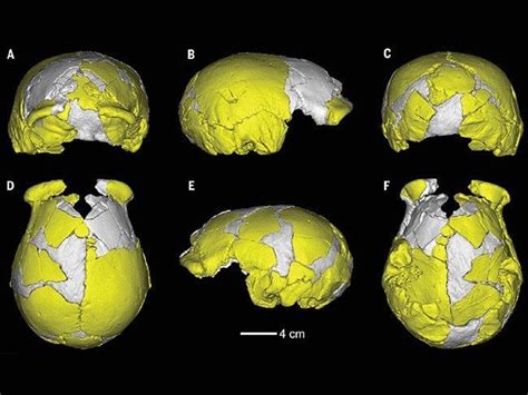 The new skull nestled in a cluster whose branches included several skulls from china's middle the paper authors acknowledge that the find could be a denisovan. "Mosaic" skulls linked to mysterious Denisovan humans who ...